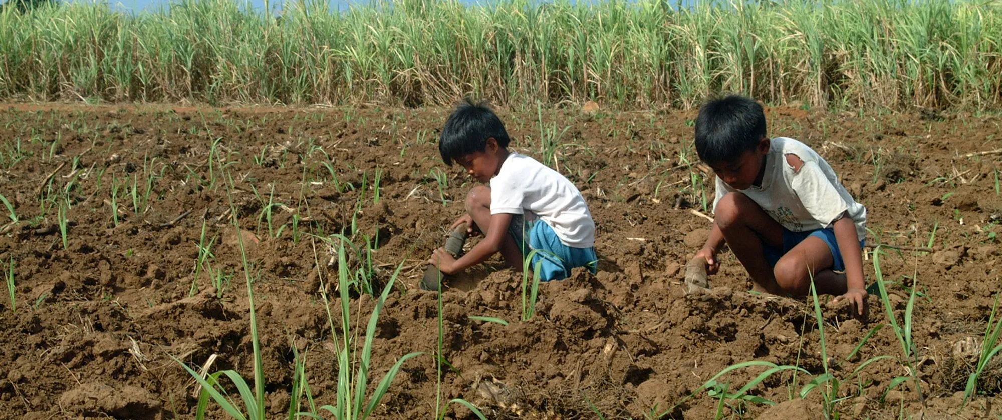 two boys wearing white torn shirts and working in a sugarcane field