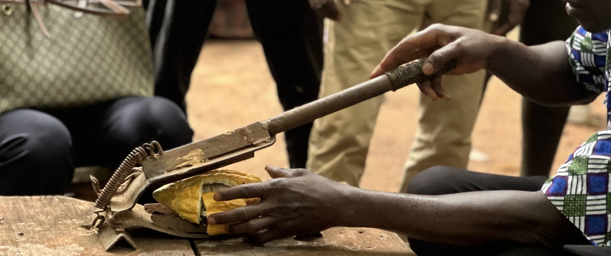 Worker uses the safe tools to break cocoa fruit