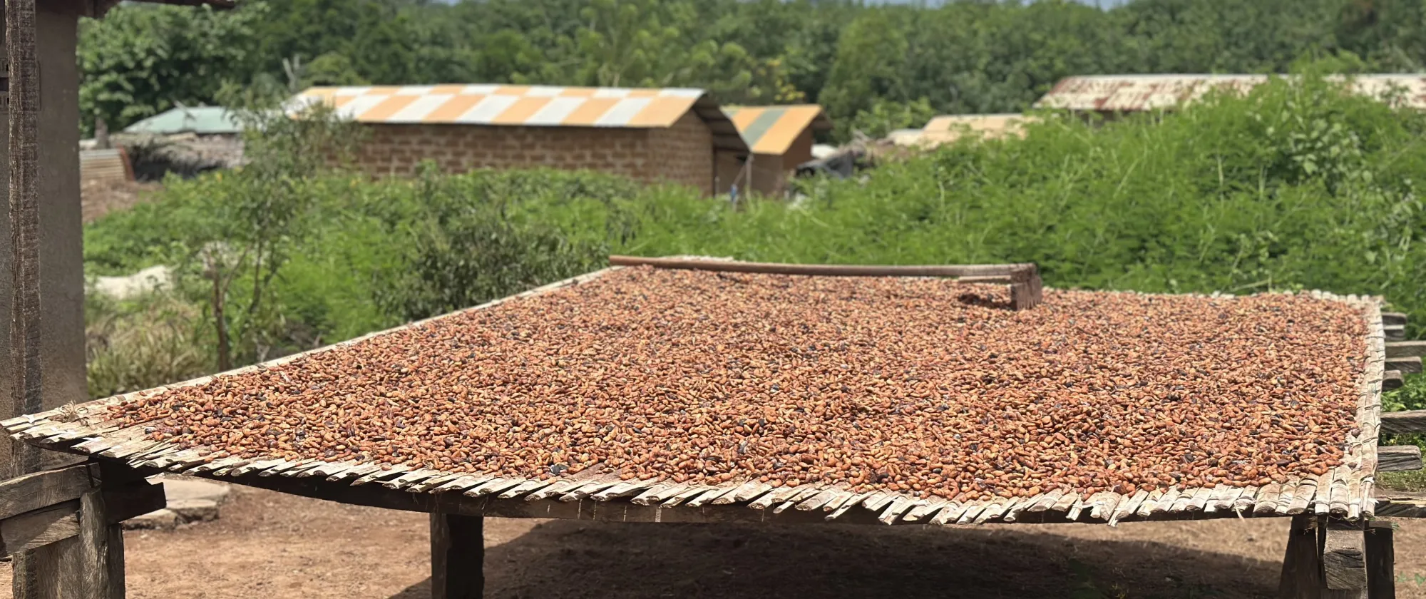 Drying cocoa in Cote d'Ivoire