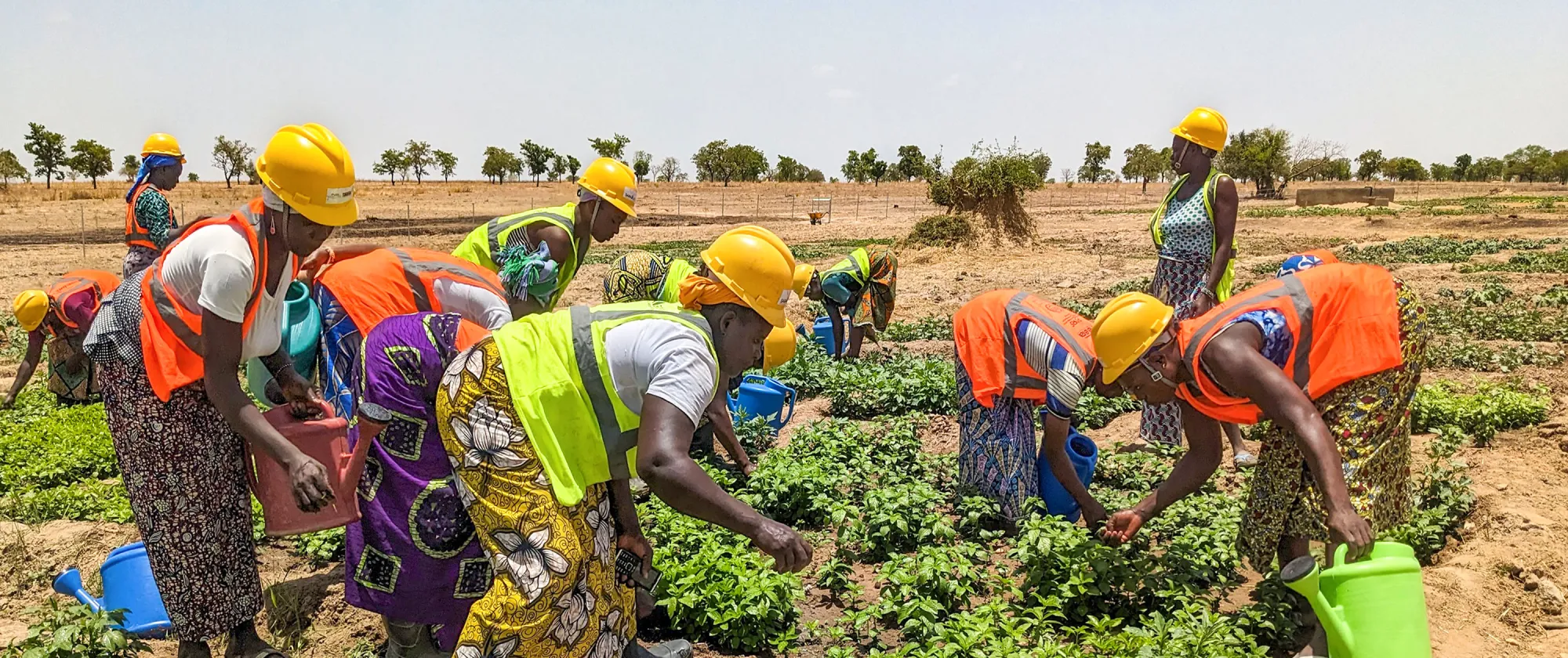 Entretien des cultures maraîchères par des femmes bénéficiaires du projet « DG CRISIS », en faveur de leur autonomisation économique.