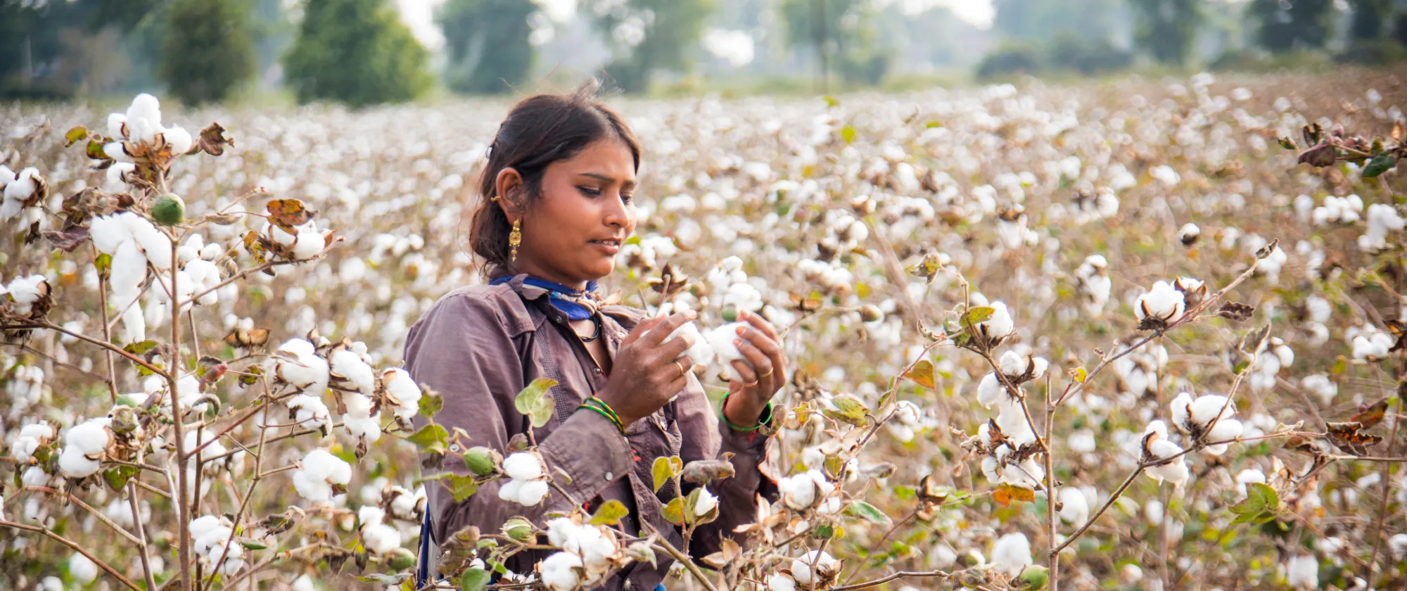 A woman examines cotton plants while standing in a large cotton field during harvest season. White cotton bolls stretch across the landscape, with trees and a hazy rural background visible in the distance.
