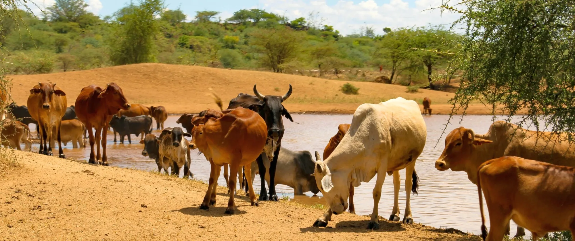 A herd of brown, black and white cattle stands on dry sandy ground beside a small body of water, with trees and shrubs in the background.