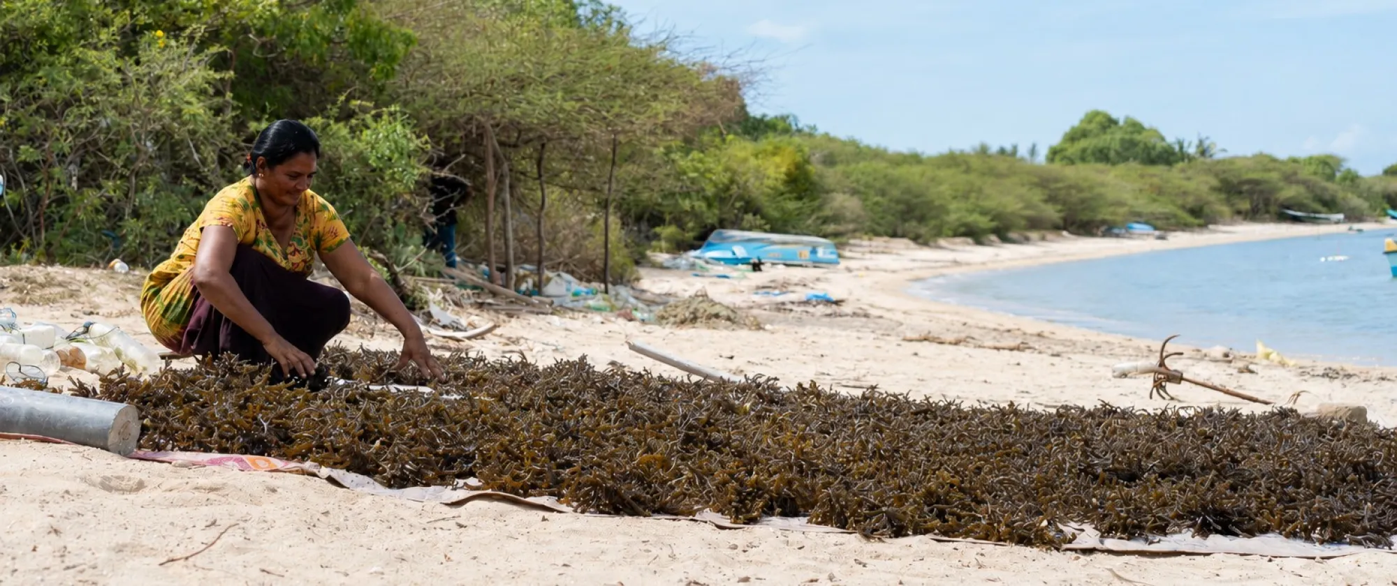 A woman drying seaweed 