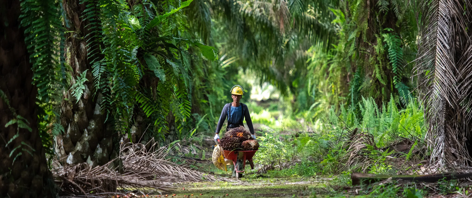 Worker carrying palm fruits in a wheelbarrow in an Indonesian plantation.