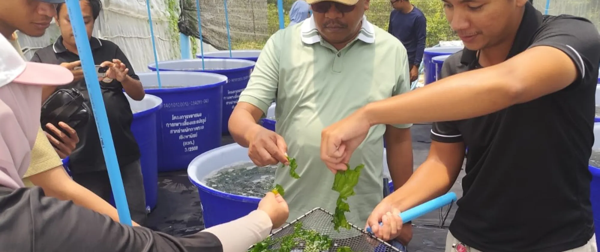 A group of participants observe and handle fresh green seaweed during a demonstration at a seaweed cultivation facility in Thailand.