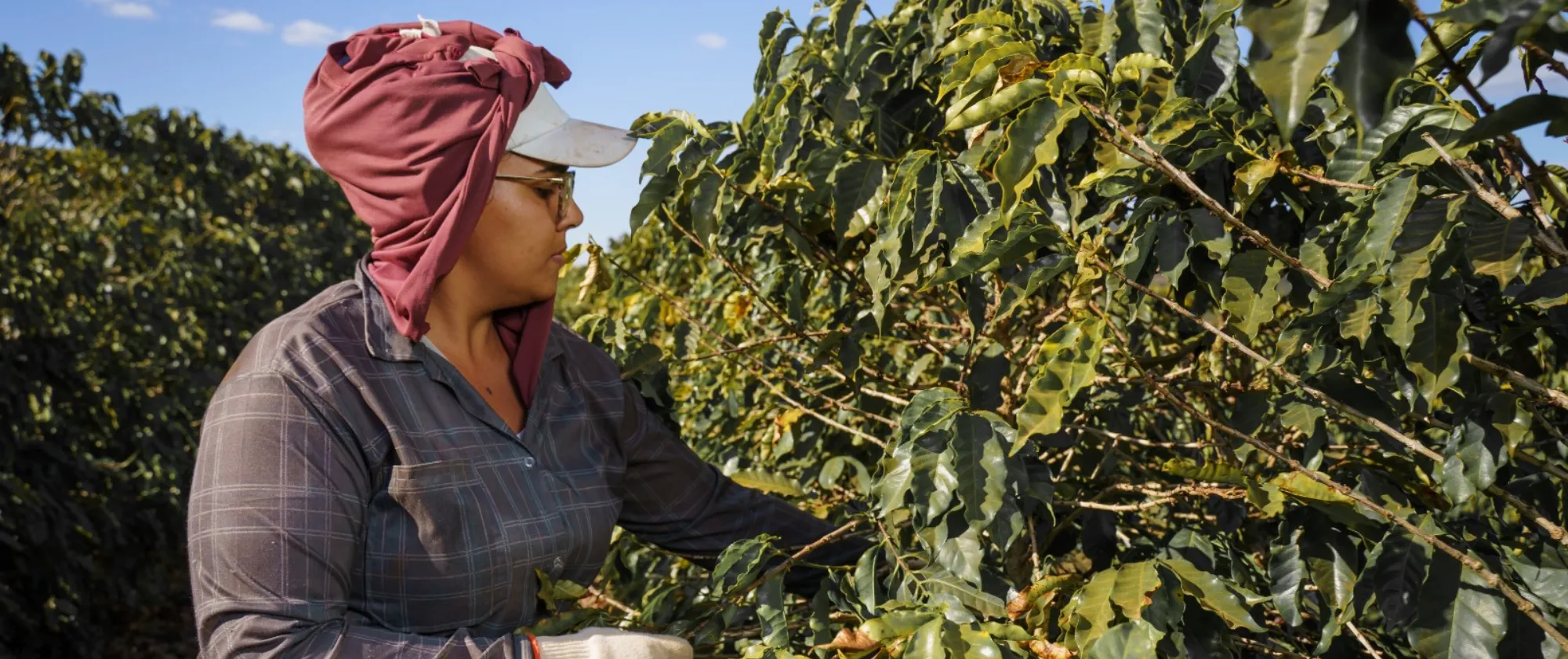Mulher trabalhadora com lenço vermelho na cabeça colhe grãos de café em uma plantação.