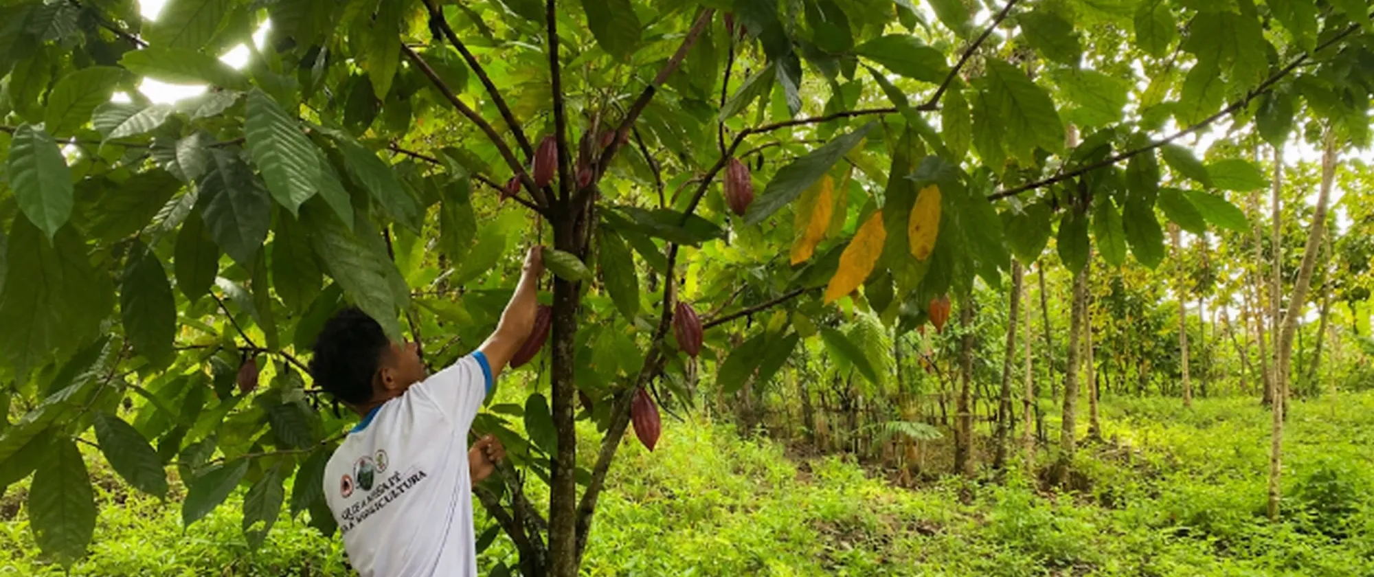 A man standing under the tree