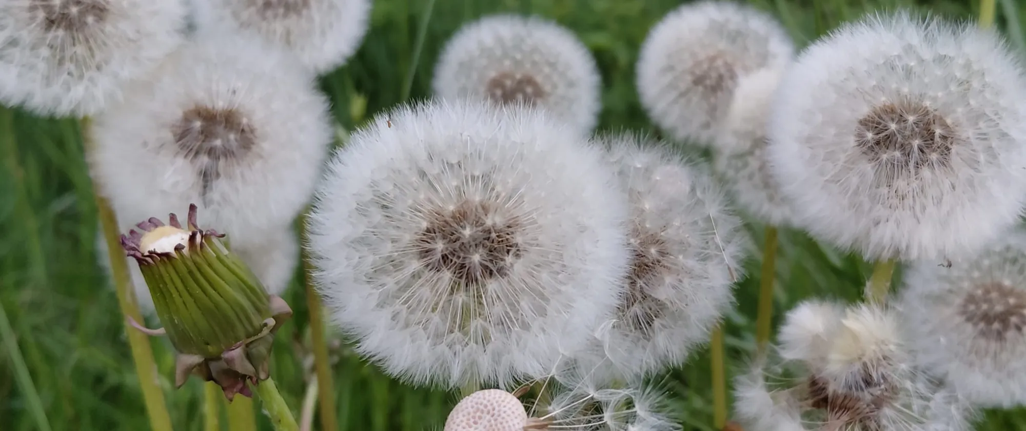 Group of Dandelions in the wild