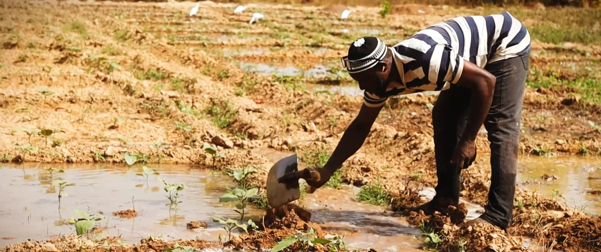 Daouda Camara aménage le drainage de son jardin avant la mise en terre des aubergines.