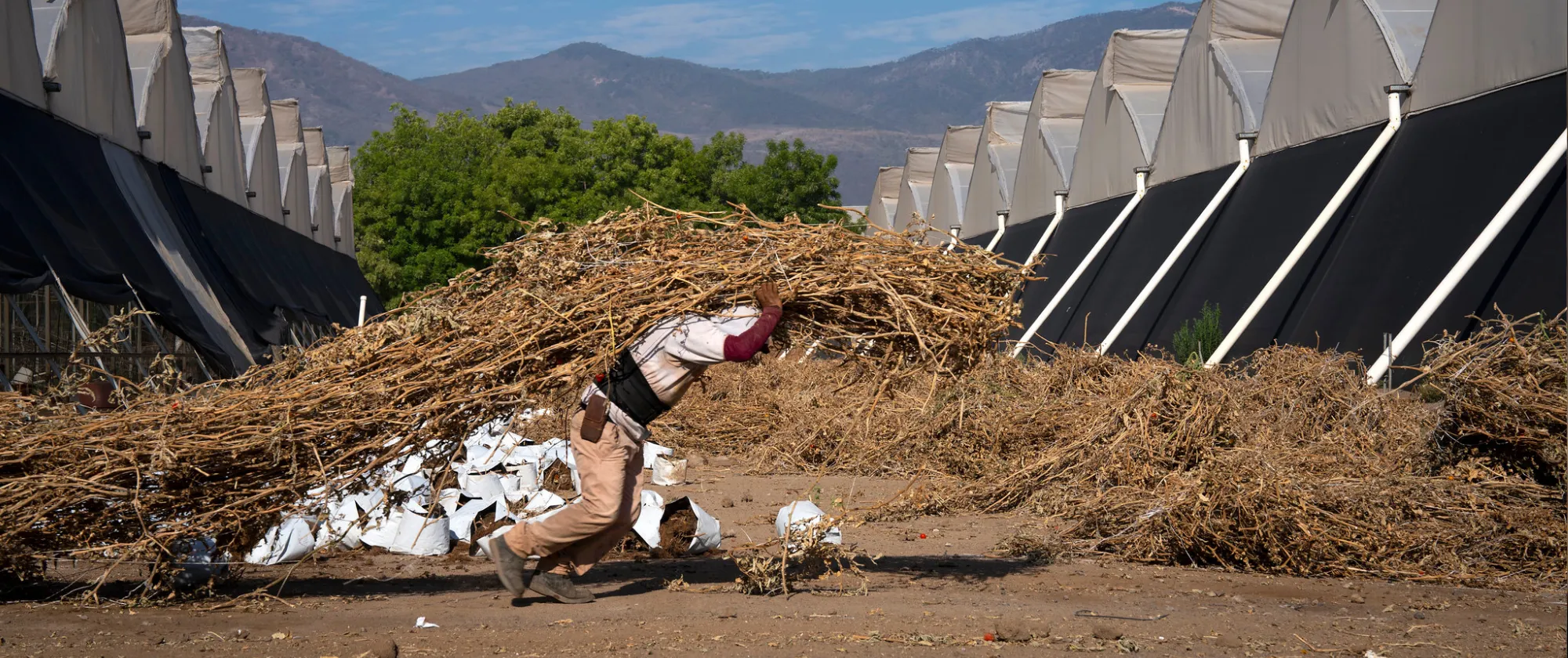 Trabajador agrícola en un invernadero de Jalisco, México, expuesto a altas temperaturas durante su jornada laboral.