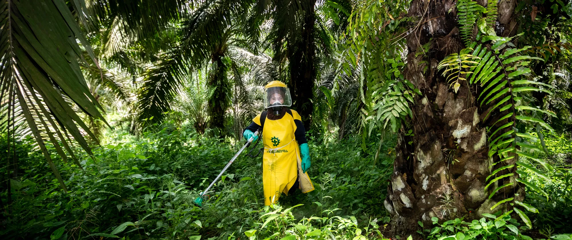 Worker in full PPE gear in a palm tree plantation