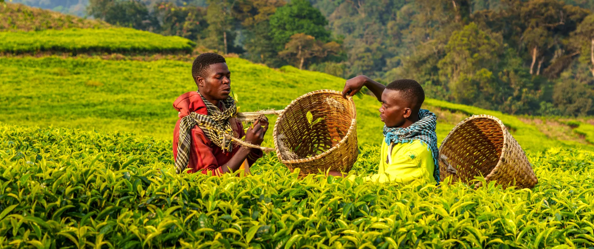 Tea pickers in Rwanda