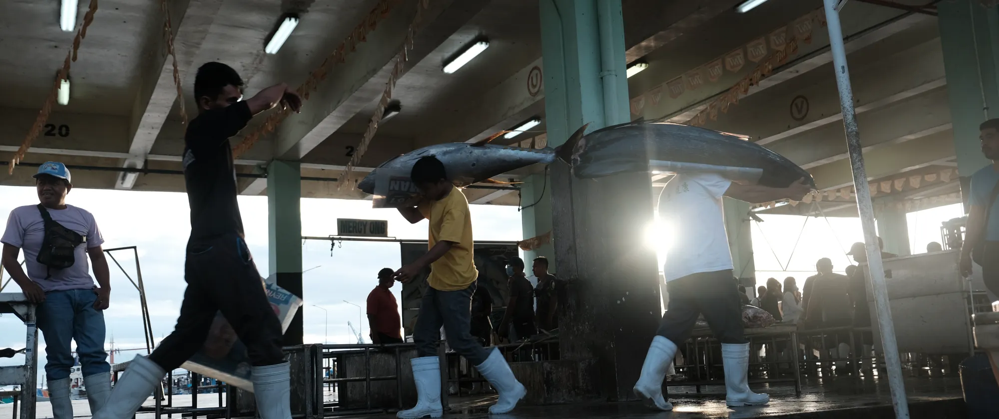 several workers carrying fresh tuna on their shoulders at a port