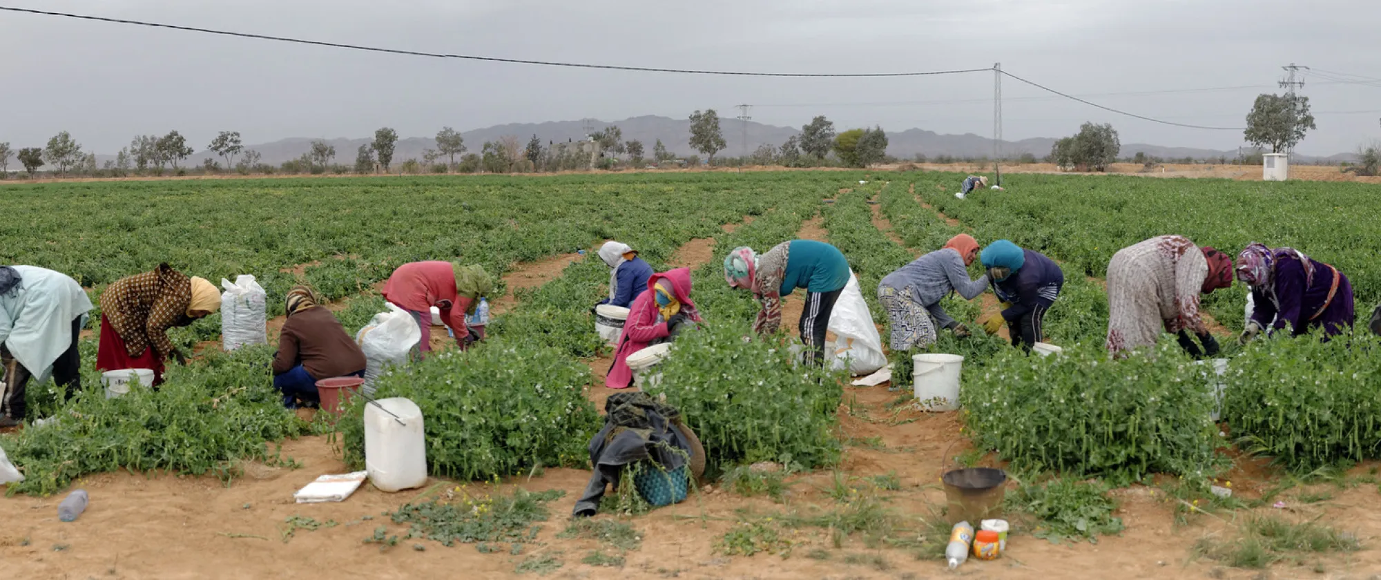 Women agricultural workers harvesting crops in a field in Regueb, Tunisia, during a visit to farms benefiting from ILO-supported projects.