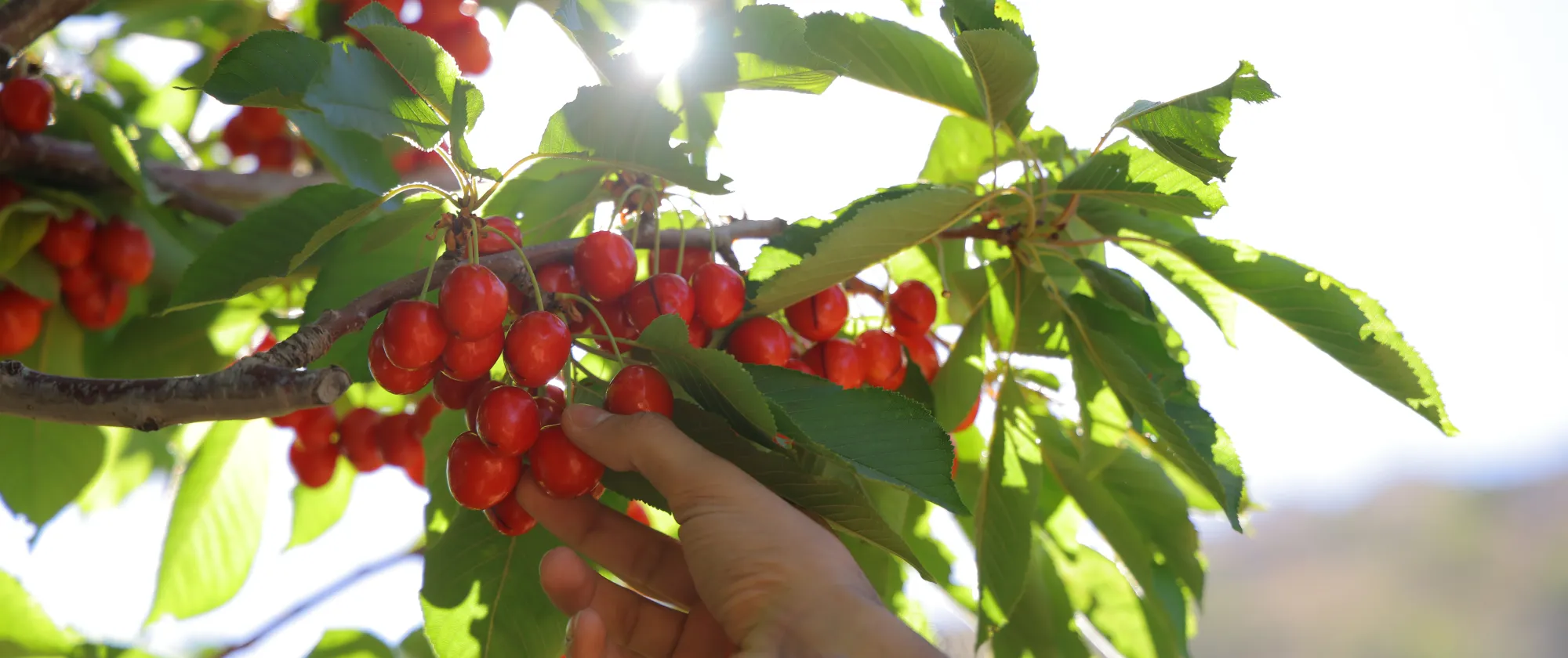 a hand of an old man picking cherry from a tree and putting them in a bucket
