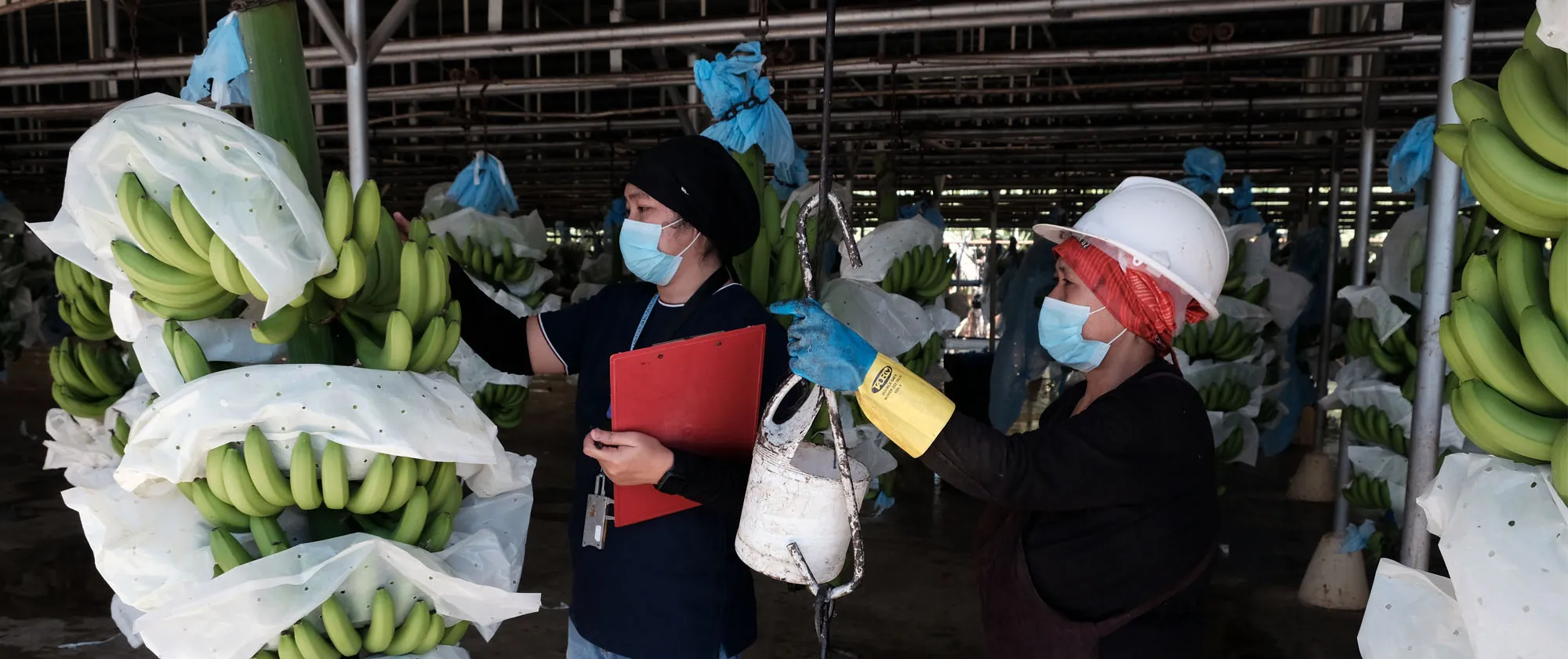 women workers inspecting banana harvests for export