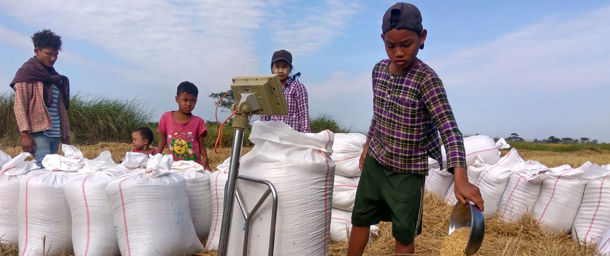 A boy uses a metal scoop to handle grain beside rows of large white sacks in a harvested field, while several other children and a young person stand nearby.