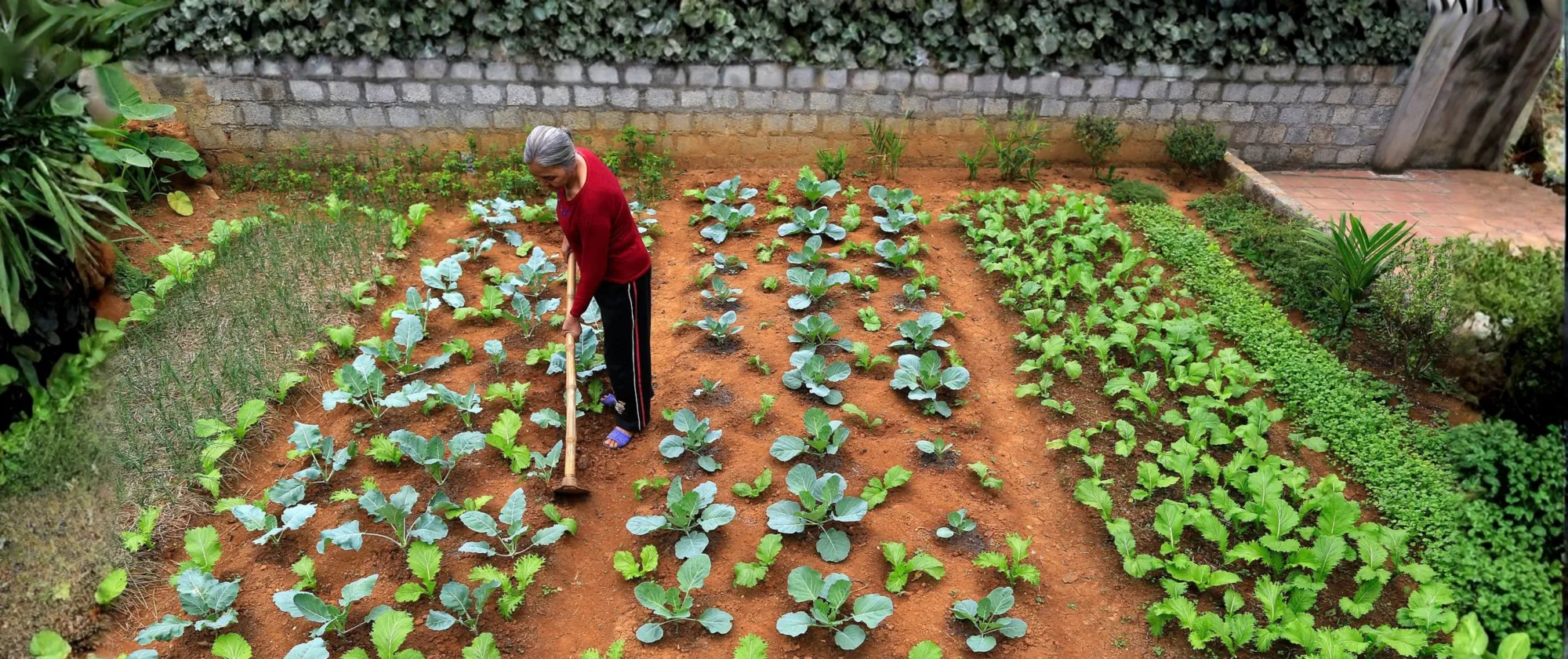 An older woman works in her vegetable garden in Viet Nam.