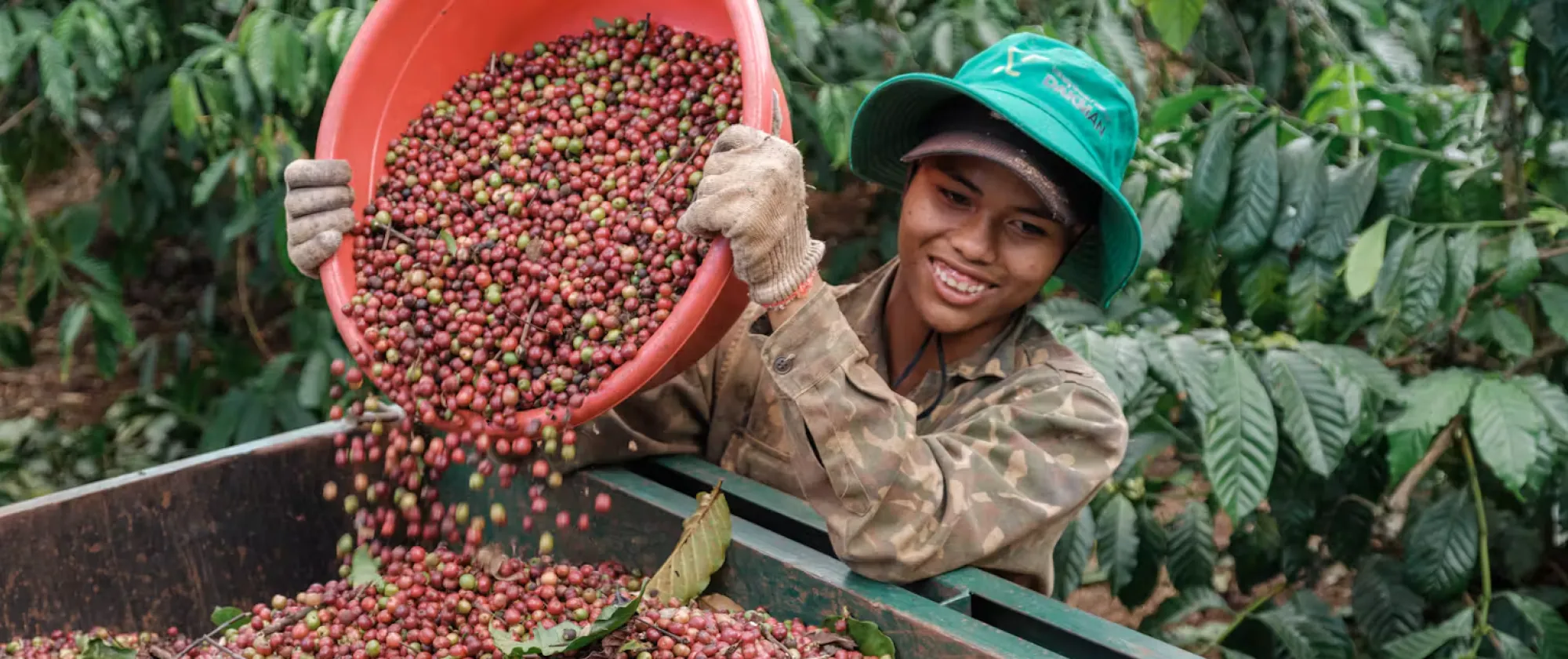 A young female worker pours freshly harvested coffee beans from a red container into a collection trough on a coffee farm.