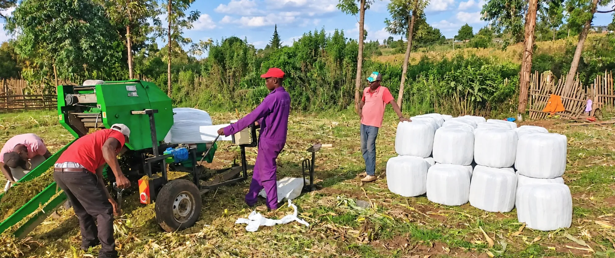 Workers at Nduwa Farms process and package silage into bales in Nakuru County