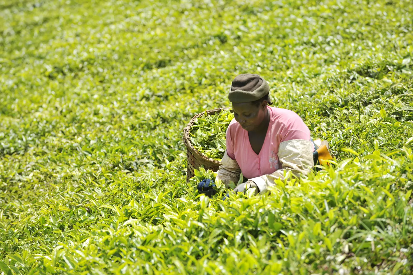 Women working in a tea plantation in Kenya