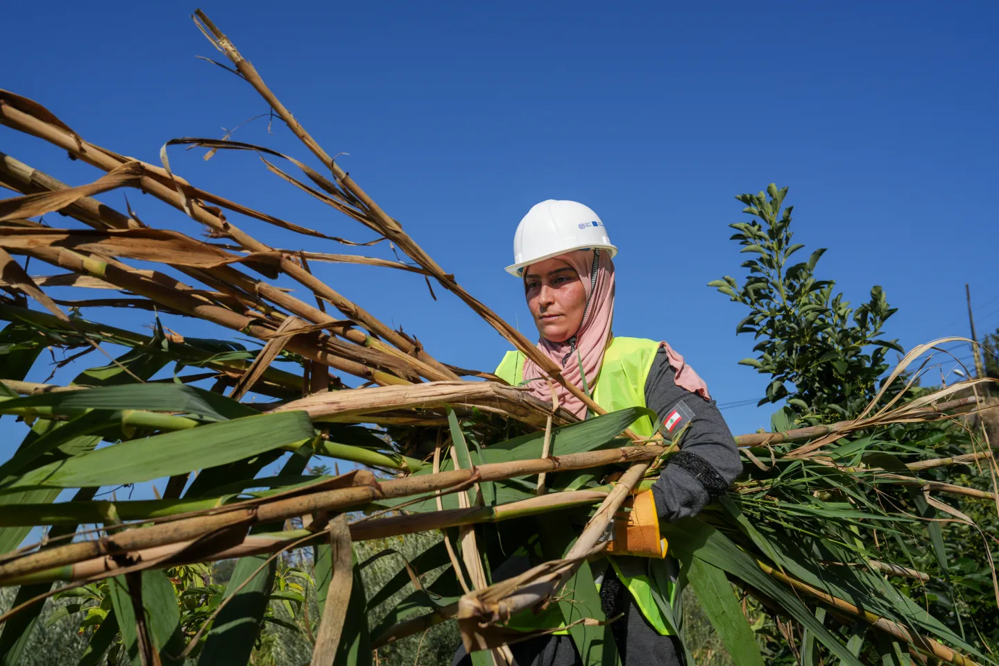 A woman worker collecting reeds in a field, in Lebanon