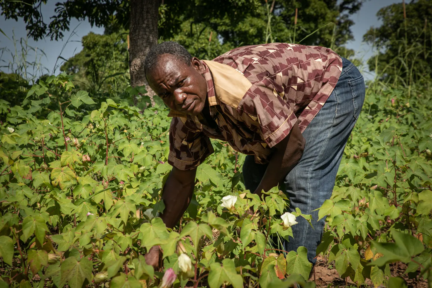 A man is leaning in his cotton field