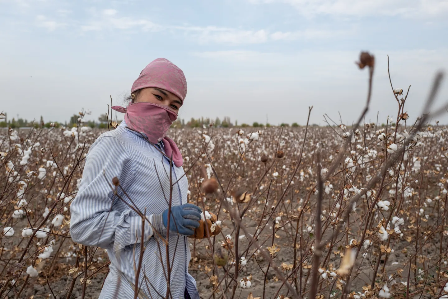 Uzbek woman in a cotton field