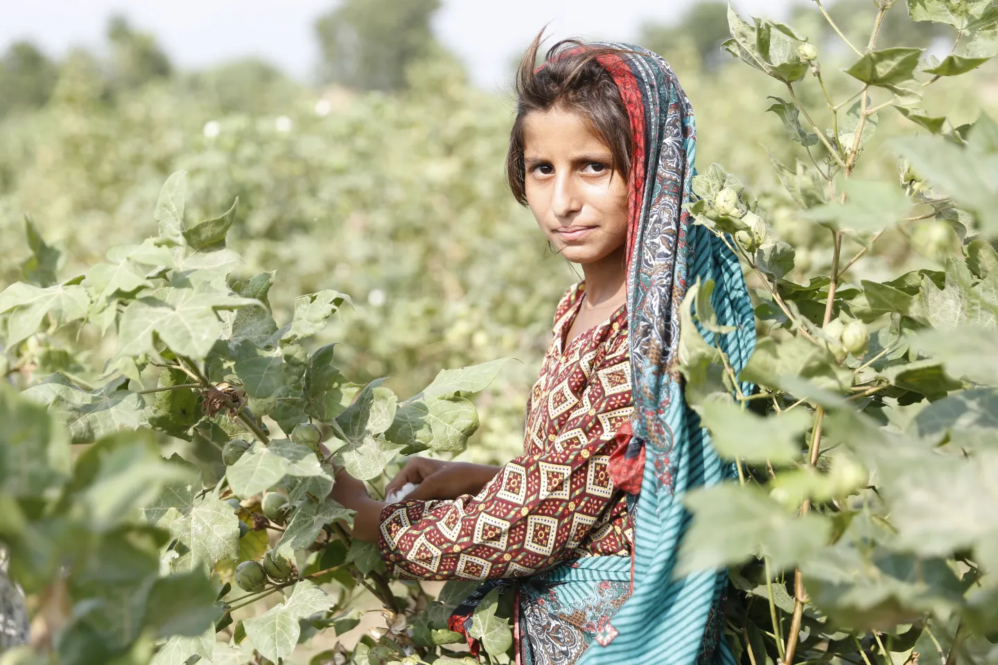 Young woman in a cotton field, Pakistan
