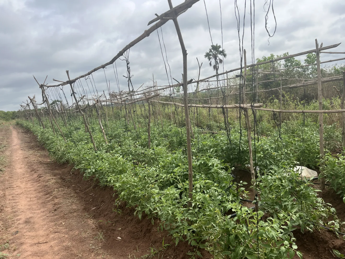 Tomato Seed Farm with walkway