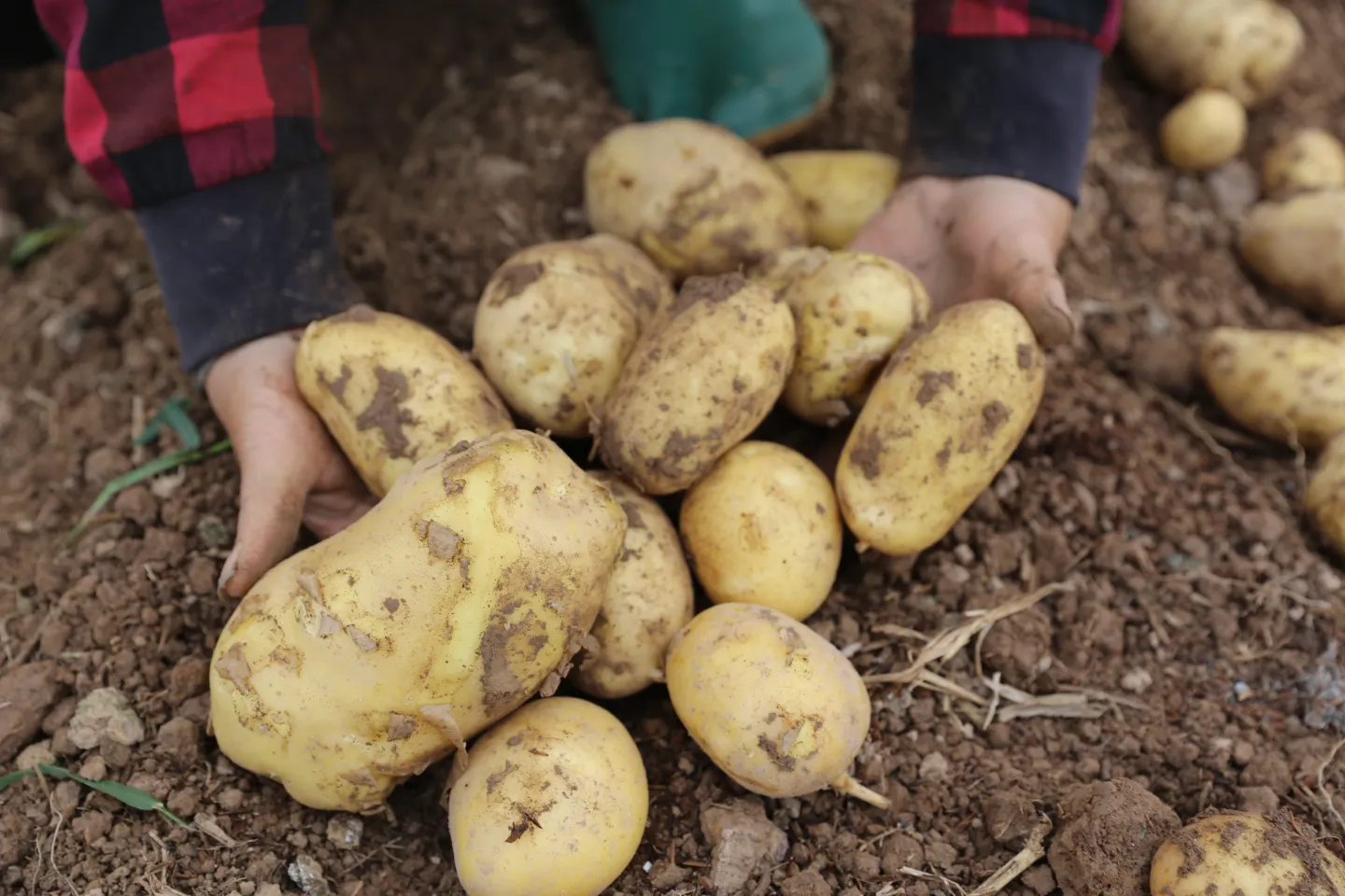Some potatoes weighing up to a kilo, 03/2024.