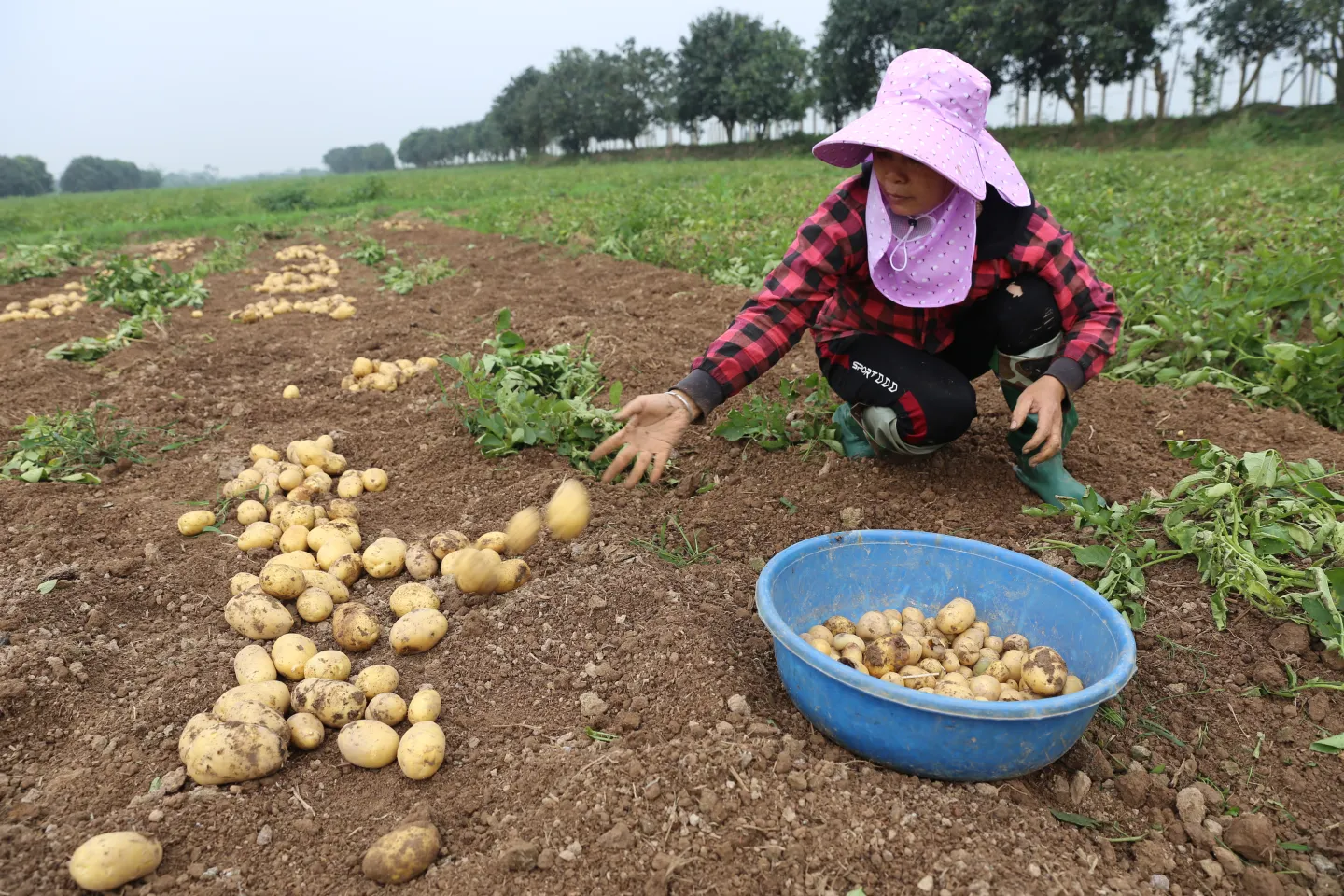Chị Hiền trong lúc thu hoạch khoai tây, 03/2024.