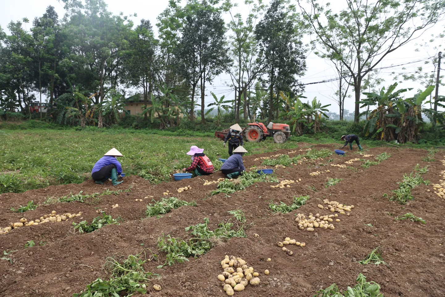 Hien and other farmers working in the crop at Huong Ngai, 03/2024.