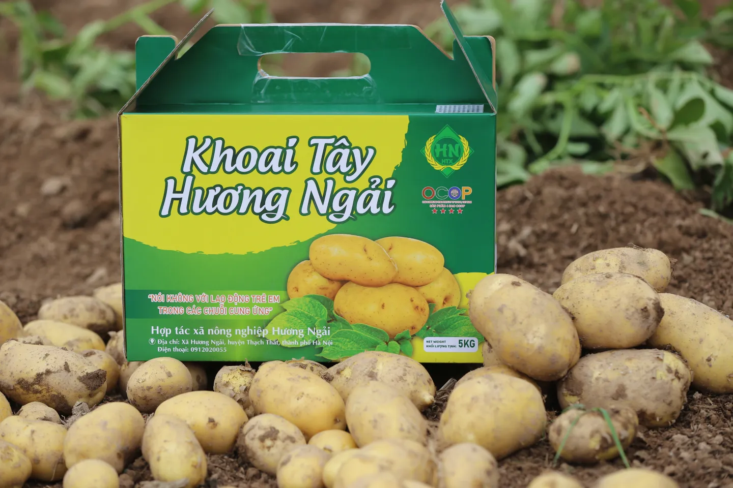 The OCOP 4-star potatoes being packaged under the support of the ILO's ENHANCE project and the Hanoi Cooperative Alliance, 03/2024. 