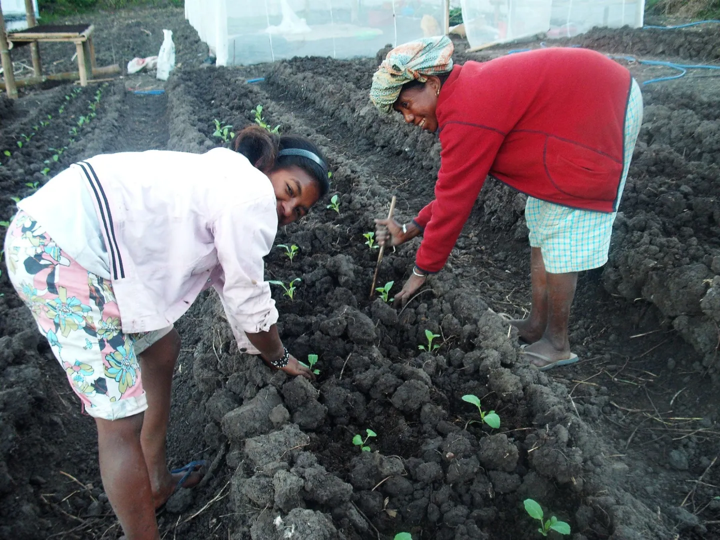 Female workers in plantation in Timor-Leste.