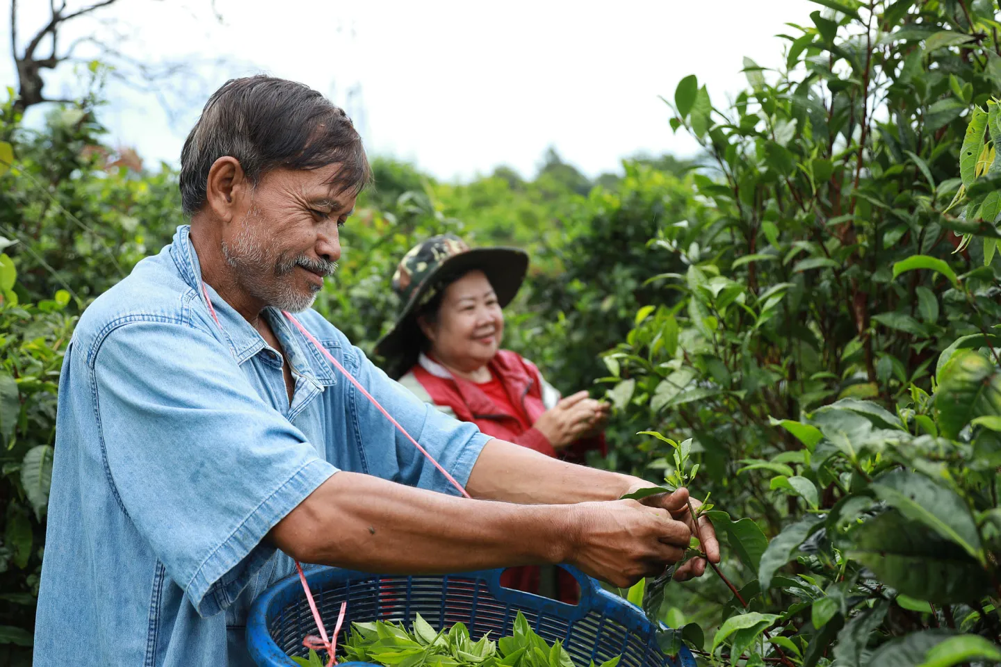 Sengthong Manisab, Head of the Paksong Tea Cooperative, harvesting fresh tea leaves in Lao People's Democratic Republic