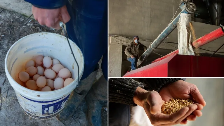 Different stages and activities of poultry farming