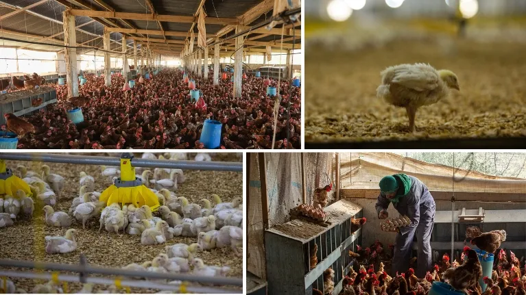 Scenes from various poultry farms in Lebanon
