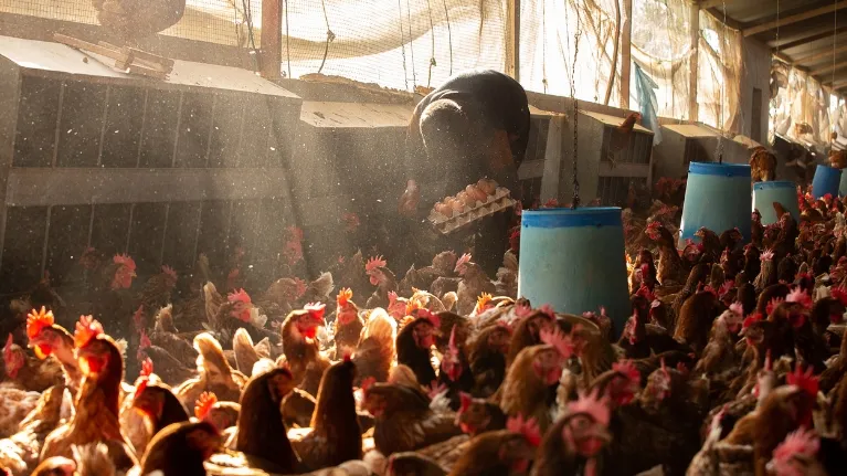 A worker tends to chickens in one of Lebanon's poultry farms. Poultry farm owners have reported an increase in production and productivity following the skills training sessions of their employees