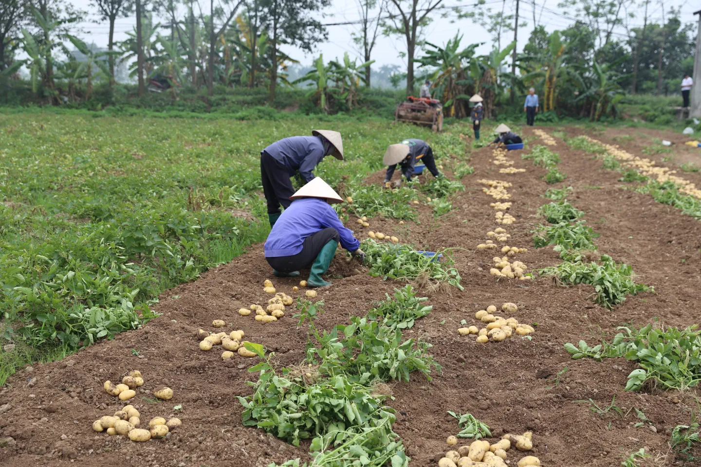 Potato cooperative near Hanoi 