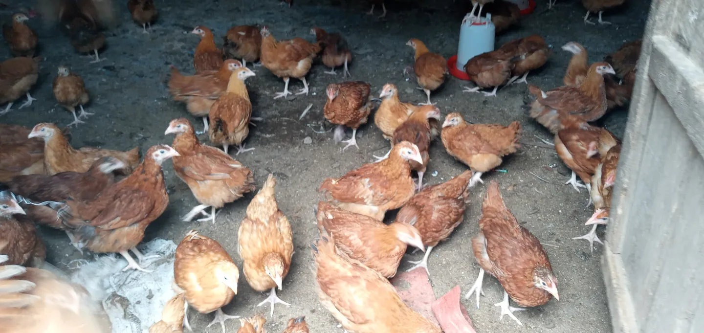 Poultry farm