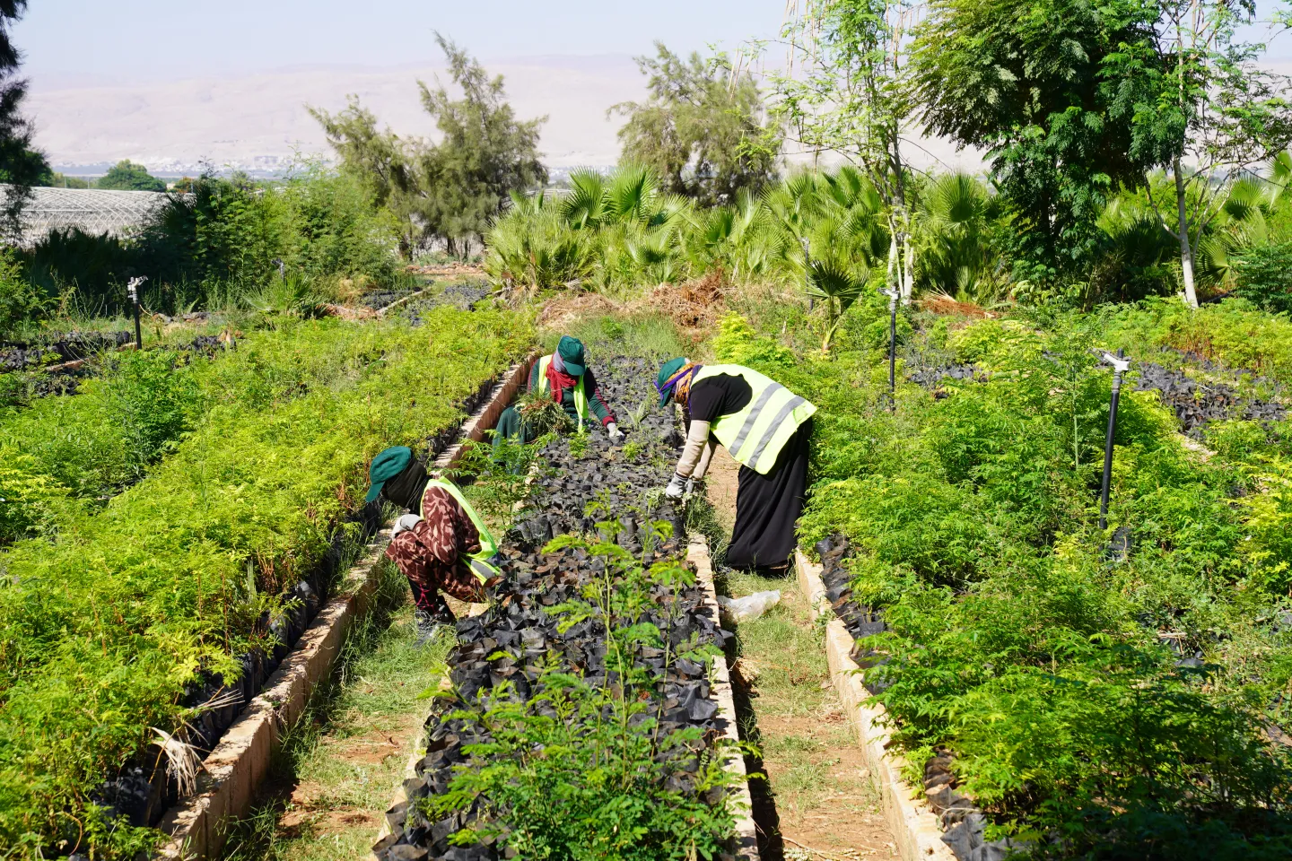 women workers tending plants in the nursery