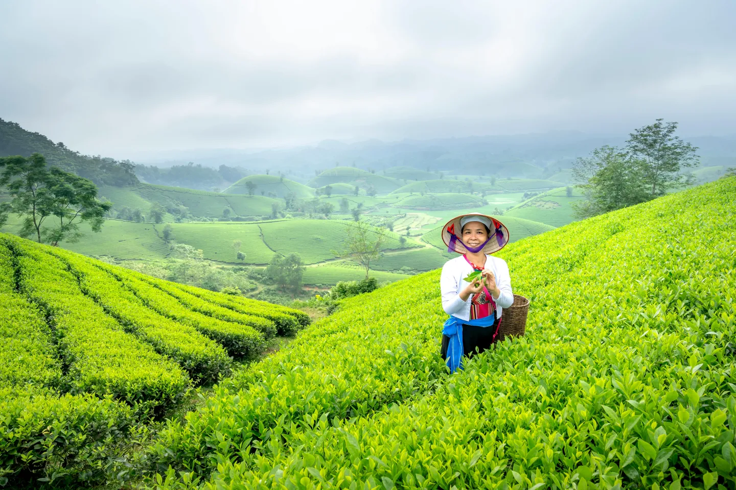 A woman in Viet Nam is wearing a straw hat and working in a large tea field