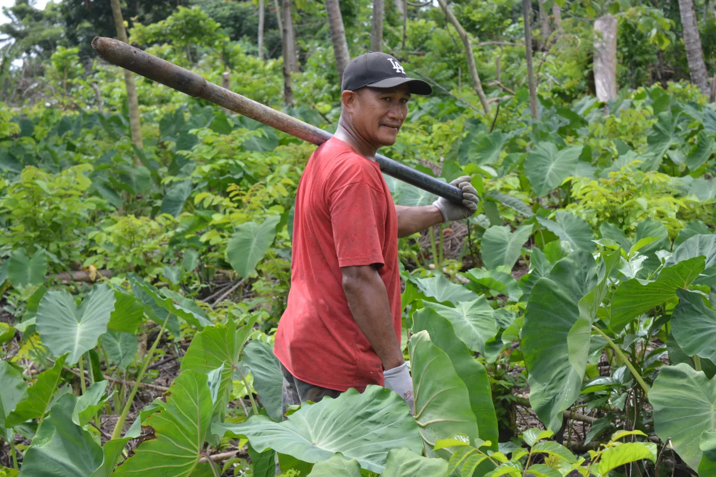 Youth involvement in agriculture in Samoa. 