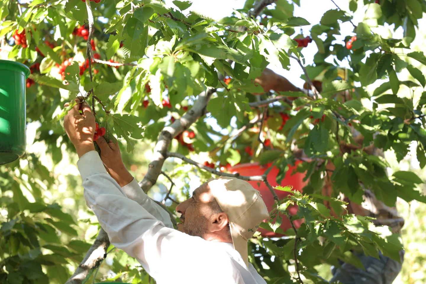  Farmers picking cherries in Kaa El Rim, Lebanon