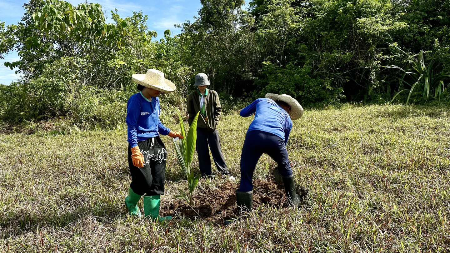 workers plant coconut seedlings in Siargao