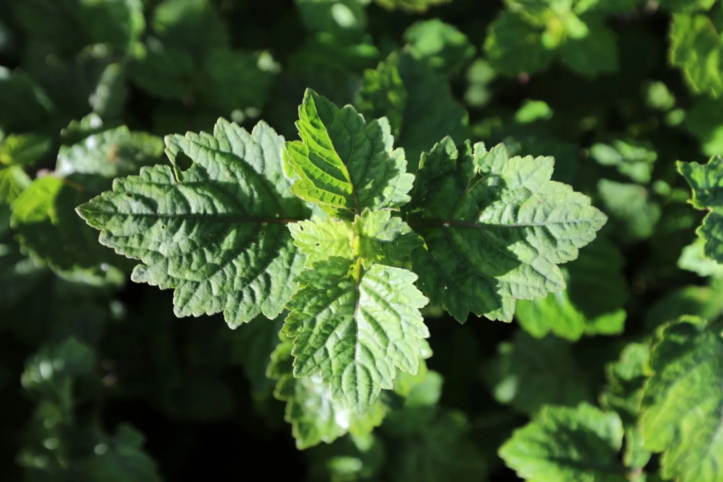 patchouli leaves