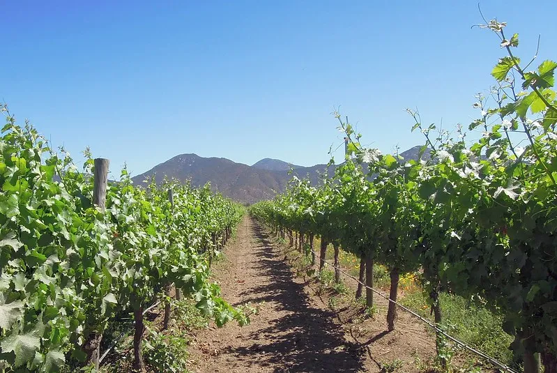 Organic vineyard in Valparaiso, Chile