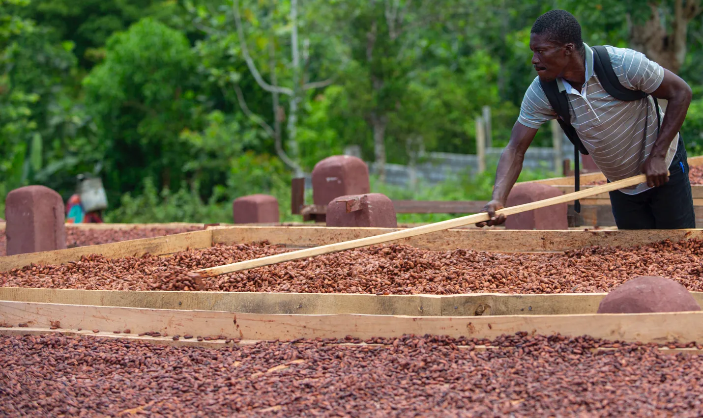cacao d’Haïti 