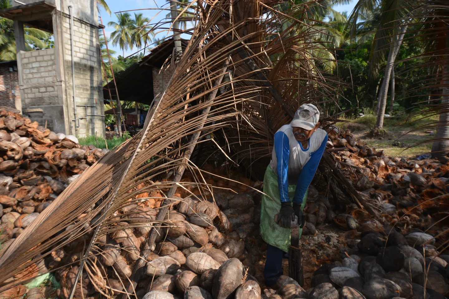 worker opening brown coconuts with a sharp tool in a field of coconut